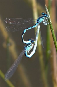 More unusual Odonata in W Madrid